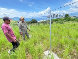Bangun Bukit Ruminansia Terpadu, Bupati Lembata Perkuat Fondasi Peternakan Modern dan Ekonomi Rakyat