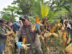 Dari Ladang Paubokol, Harapan Itu Ada