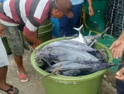 SPPG 02 Lewoleba Barat Pilih Tuna, Cakalang dan Ekor Kuning untuk MBG, Sekaligus Berdayakan Nelayan Lokal